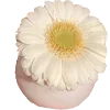 🌼