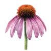 🌸