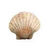 🐚