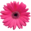 🌸