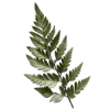 🌿