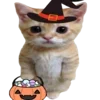 🐈
