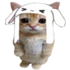 🐈