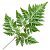 🌿