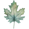 🍁