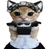 🐈