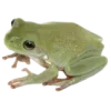 🐸