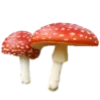 🍄