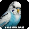 🐦