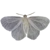 🦋