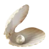 🐚