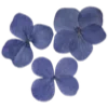 🌸
