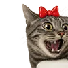 🙀