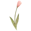 🌷