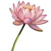 🌸