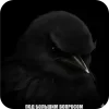 🐦