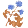 🌺
