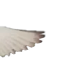 🪽