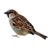 🐦