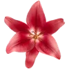 🌺