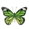 🦋