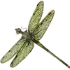 🦋