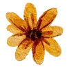🌼
