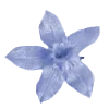 🕊️