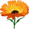 🌼