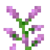 🌷