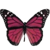 🦋