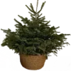 🌲