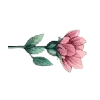 🌷