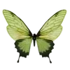 🕊️