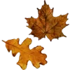🍂