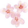 🌺