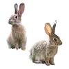 🐇