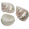 🐚