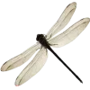 🕊️