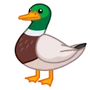 🦆