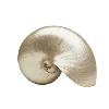 🐚