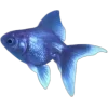 🐟