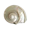 🐚