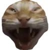🐯