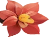 🌺