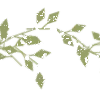 🌿