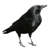 🐦
