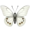 🕊️