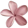 🌸