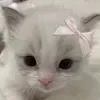 🤍